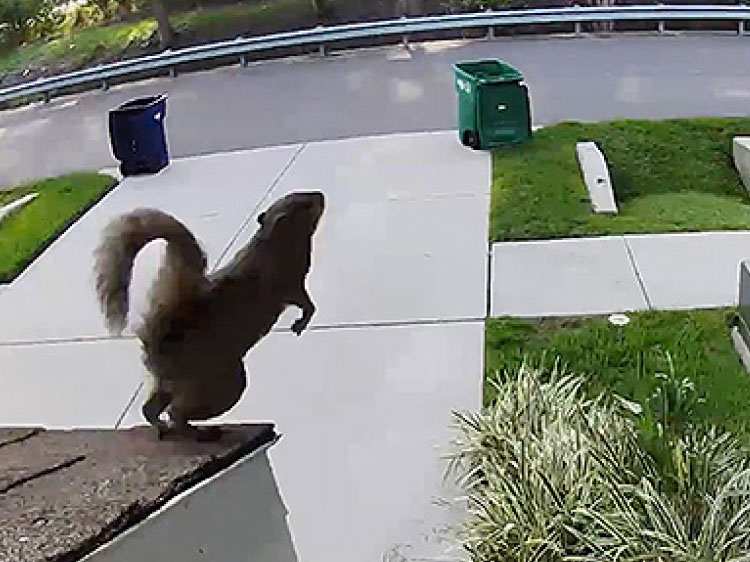 ring_ugc_squirrel_takeoff_375x281